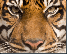tiger-210x170