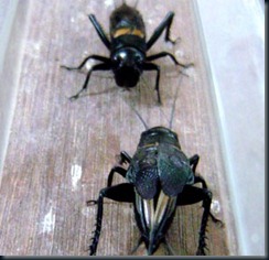 Close up of two crickets fighting